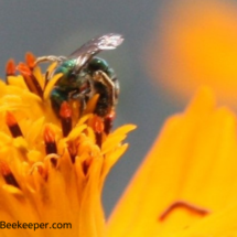 sweat bee digging in for nectar