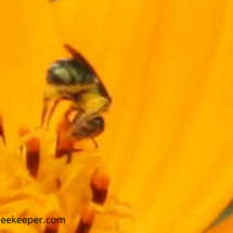 sweat bee has pollen on lower abdomen