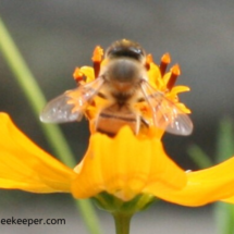 the bee digging for nectar