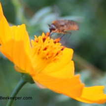 the bee fly (2)