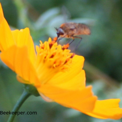 The Bee Fly