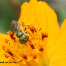 tiny sweat bee