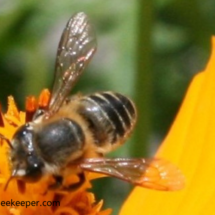 top of leaf cutter bee