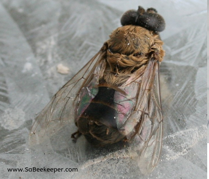 a view from top of the dead drone bee