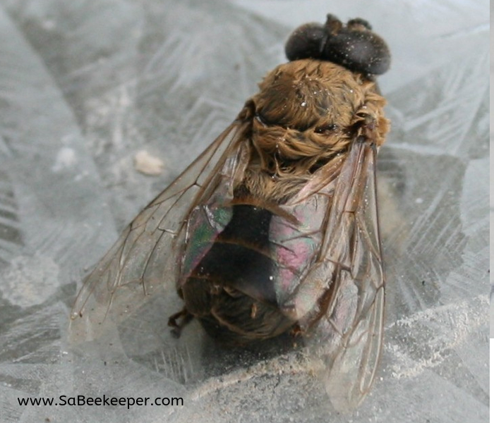 a view from top of the dead drone bee
