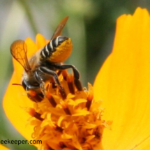 view of pollen on hairs on lower abdomen