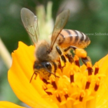 worker honey bee