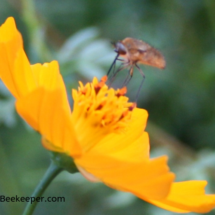 yellow flowers and a bee fly