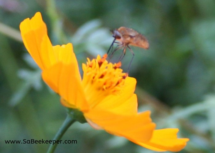 a bee fly and her long legs and tongue seeking food on flowers
