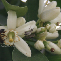 Orange tree in blossom and honey bees