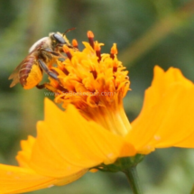 Red leaf cutter Bee foraging on flowers