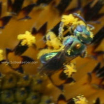 a buzy bee the sweat bee coated with pollen