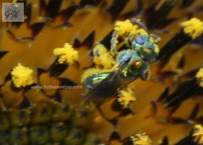 pollen covered green sweat bee on a sunflower