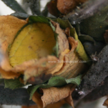 a final seal of leaf for the bee