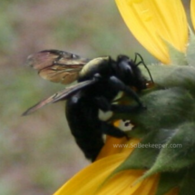 a male carpenter bee