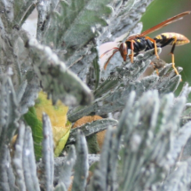 a wasp inspecting her nest.