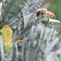 bee bringing bask a piece of leaf to the nest