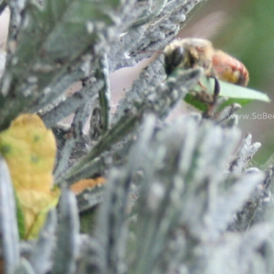 Nest Building Red Leafcutter Bee