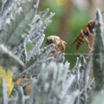 bee defeats the wasp