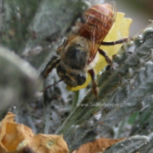 bee returning with yellow leaf