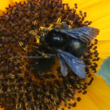 black bumble bee and rounded body with those dark wings