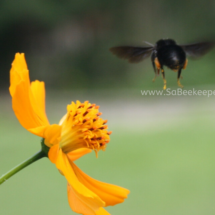 black bumble bee flying to the next flower