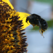 black bumble bee in flight full of pollen