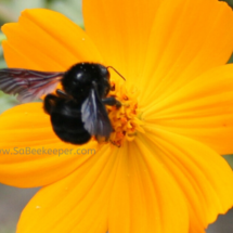 black bumble bee short body