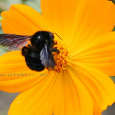 Black Bumble Bee Foraging on Flowers