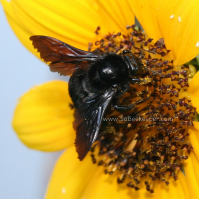 Black Bumblebee on Sunflowers