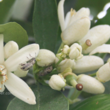 blossoms and honey bees