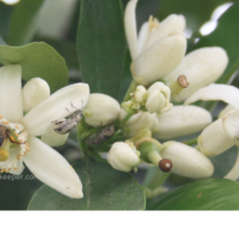 blossoms and honey bees