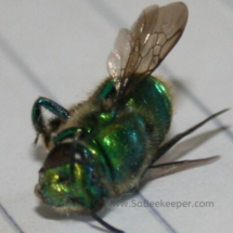 blue green orchard bee Body