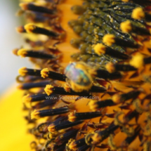 blue sweat bee digging deep on sun flower full of pollen