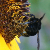 bumble bee fuzzy hair on obdomen