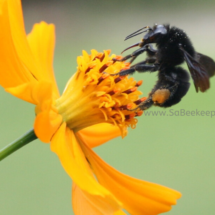 busy black bumble bee