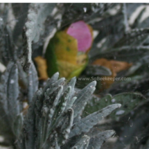 came back with a petal from geranium flowers.