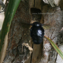 carpenter bee at entrance of the nest