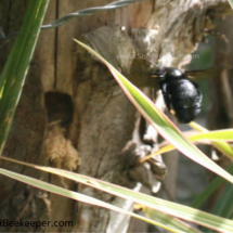 carpenter bee coming to the nest