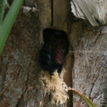 carpenter bee entering the nest