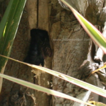 carpenter bee enters the nest