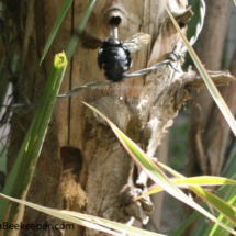 carpenter bee flying away to forage