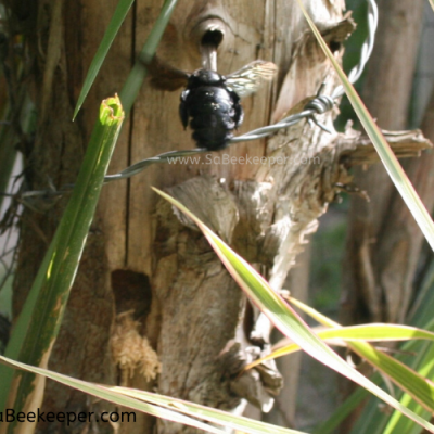 Carpenter Bees Life Cycle