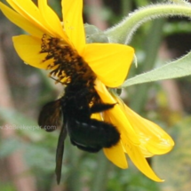 carpenter bee foraging from a sunflower