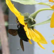 carpenter bee gathering pollen
