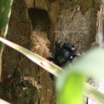 carpenter bee leaving