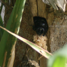 carpenter bee leaving the nest