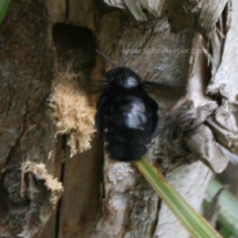 carpenter bee nearing the nest hole