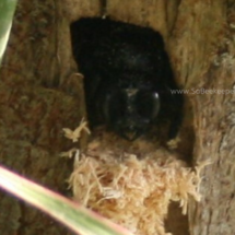 carpenter bee pushes out shavings