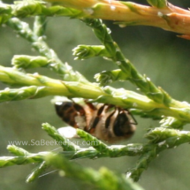 cedar leaves and white wax on small branches and leaves